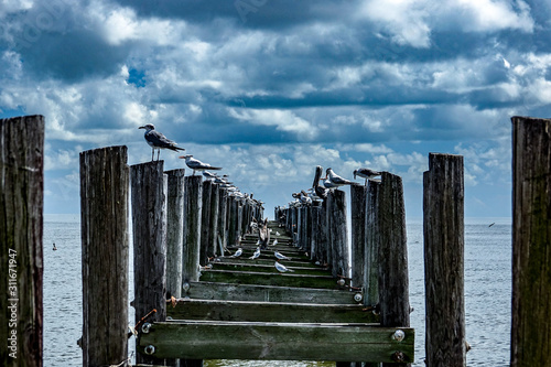 Pier with birds