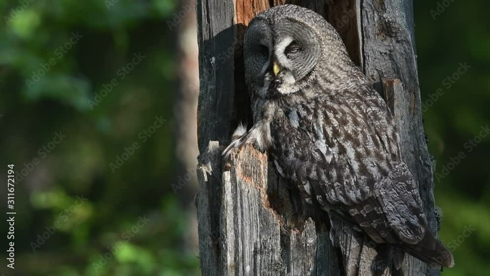 The Ural owl. Close up. Bird in nature habitat. Adult owl sitting on tree in hole nest. Ural owl in the nest inside of a broken tree trunk. Scientific name: Strix uralensis. The Ural owl. Close up. Bird in nature habitat. Adult owl sitting on tree in hole nest. Ural owl in the nest inside of a broken tree trunk. Scientific name: Strix uralensis.