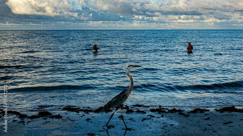 Bird and fishermen