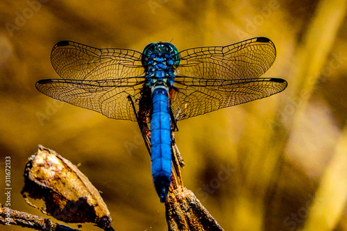 dragonfly