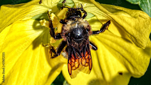 Fly on flower