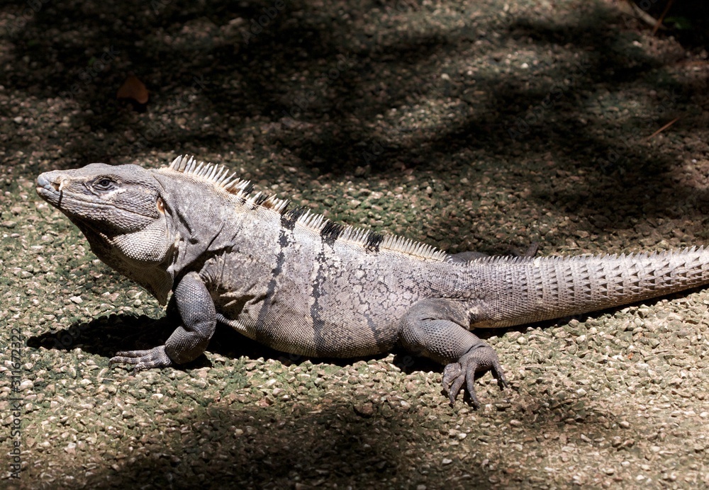 Iguana Iguana