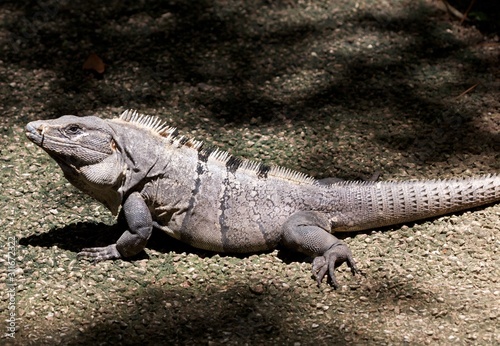 Iguana