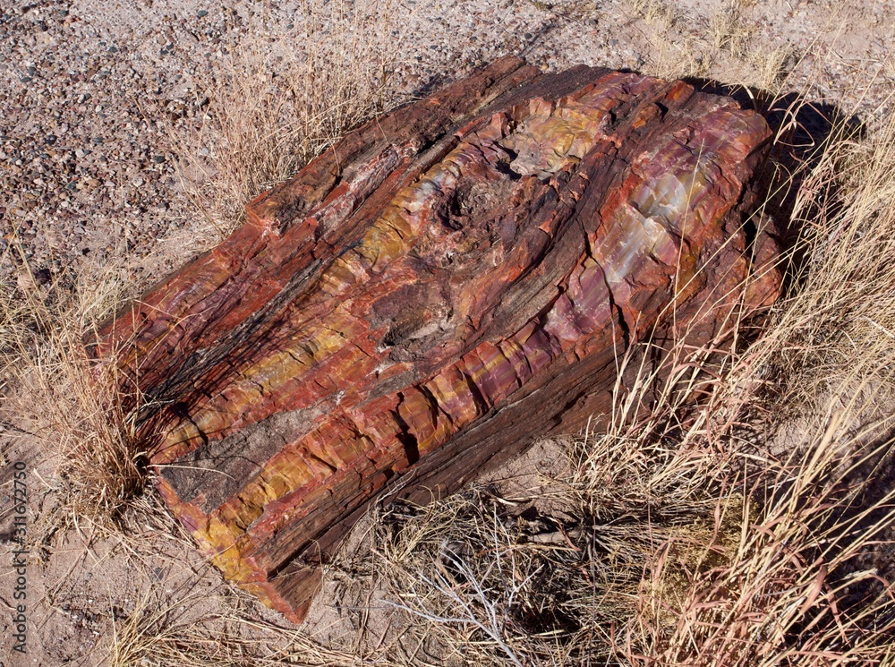 Fototapeta premium Petrified Wood
