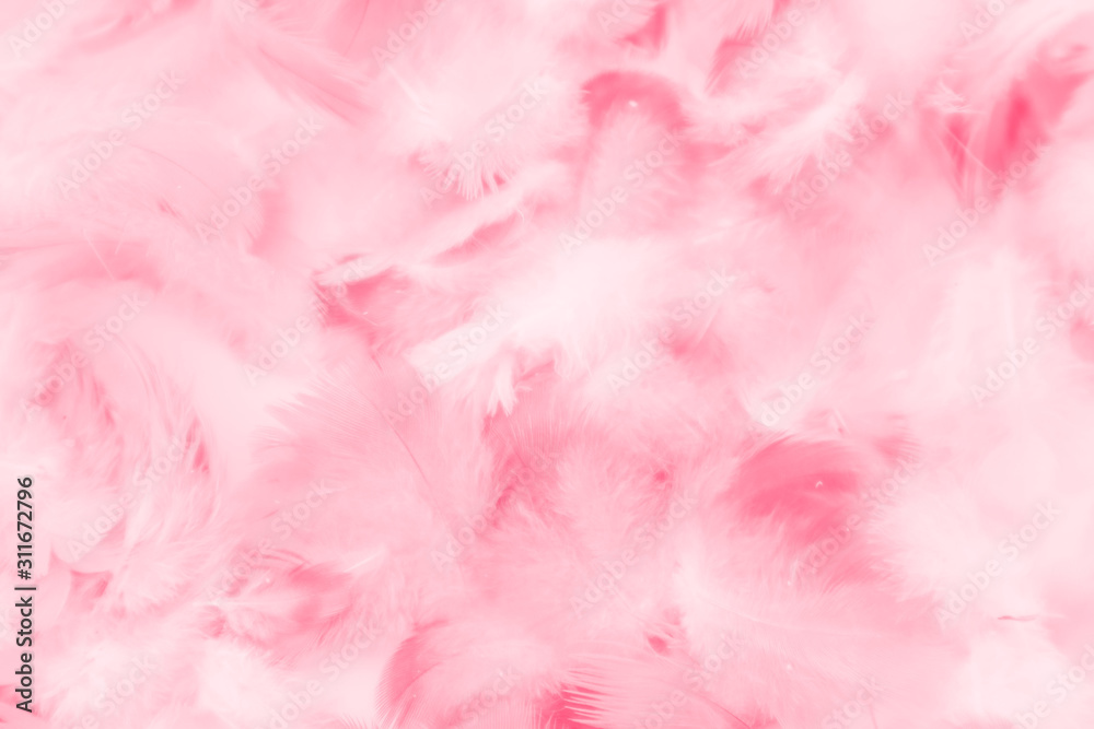 Beautiful abstract colorful white and pink feathers on white background and soft white red feather texture on pink pattern, pink background Beautiful abstract colorful white and pink feathers on white background and soft white red feather texture on pink pattern, pink background