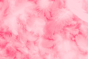 Beautiful abstract colorful white and pink feathers on white background and soft white red feather texture on pink pattern, pink background