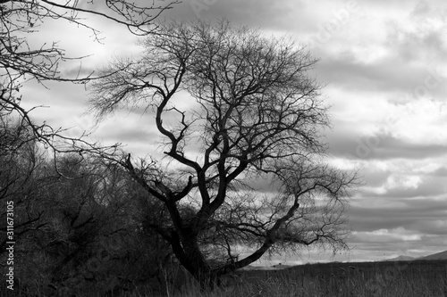Trees Against a Cloudy Sky