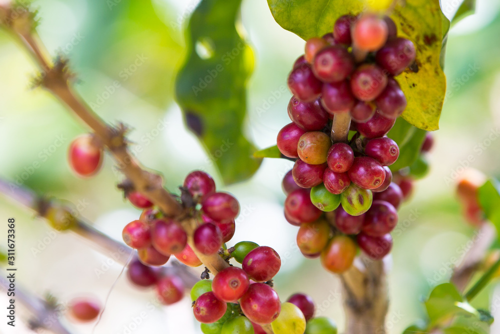 Fresh Coffee Beans Fresh Coffee Beans