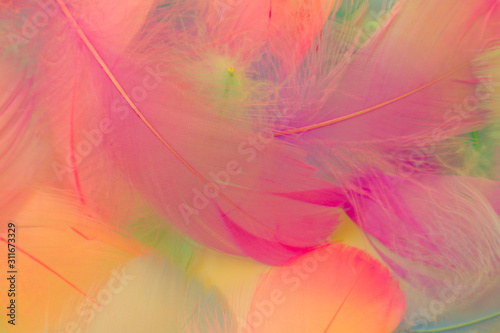 Beautiful abstract purple and blue feathers on white background and soft white pink feather texture on colorful pattern  colorful background