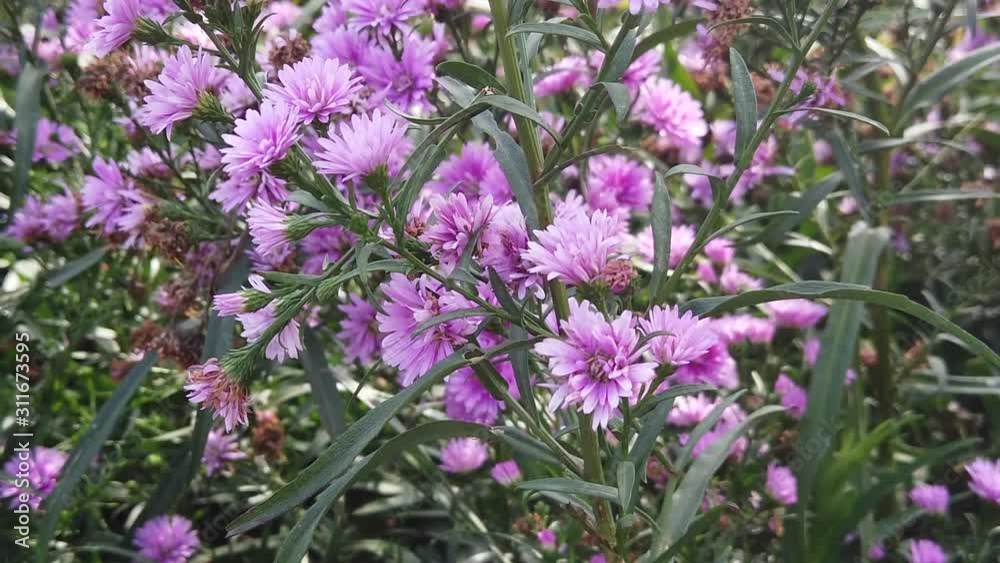 Purple Flower which is corn flower or centaurea shot in slow motion Purple Flower which is corn flower or centaurea shot in slow motion