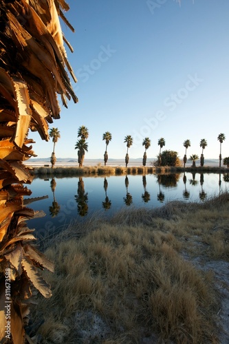 Desert Oasis