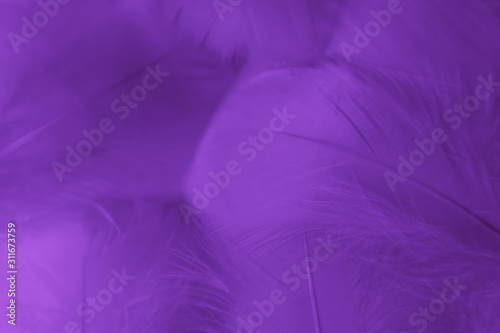 Beautiful abstract colorful blue and light purple feathers on white background and soft white pink feather texture on white pattern and purple background