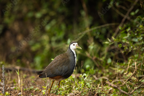 White breasted waterhen or Amaurornis phoenicurus at keoladeo national park or bird sanctuary, bharatpur, rajasthan, india