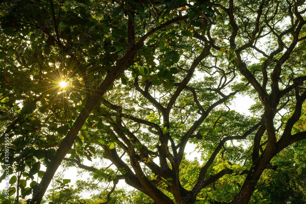 Obraz premium sun shining through tree branches in the park