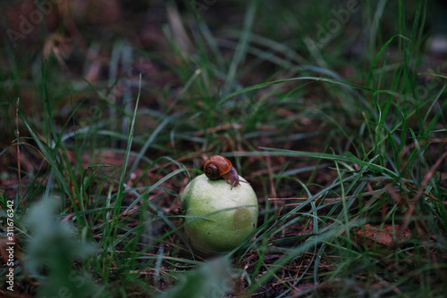 Lonely snail on a green apple on a rainy autumn day in the wet grass. Snail traveler. photo