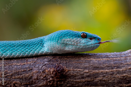 blue insularis pit viper, trimeresurus insularis