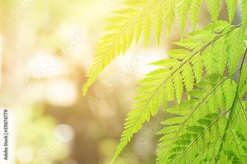 Back green fern leaves with bokeh natural background in the park. Sunshine day. Feel fresh. Copy space for any text design.