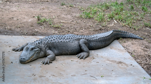 this is a side view of an American alligator