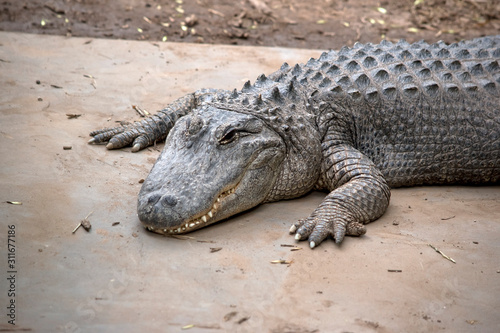 this is a close up of an American alligator