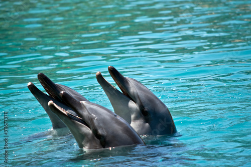thr three bottle nosed dolphins have their heads out of water