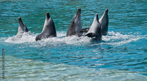 the five bottle nosed dolphins have their head out of water