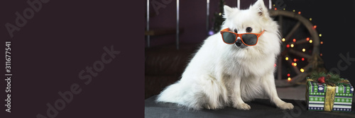 dog white Pomeranian with glasses on the background of a garland with a gift