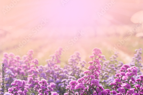 Purple flower in the field with lighting background