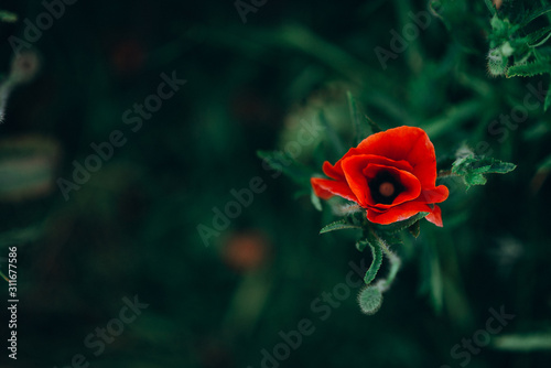 lonely wild poppy flower in green grass top view. soft focus.