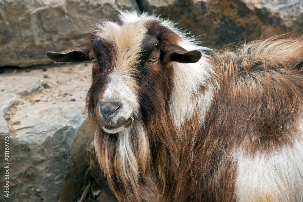 the goat has a long brown and white beard Stock Photo | Adobe Stock