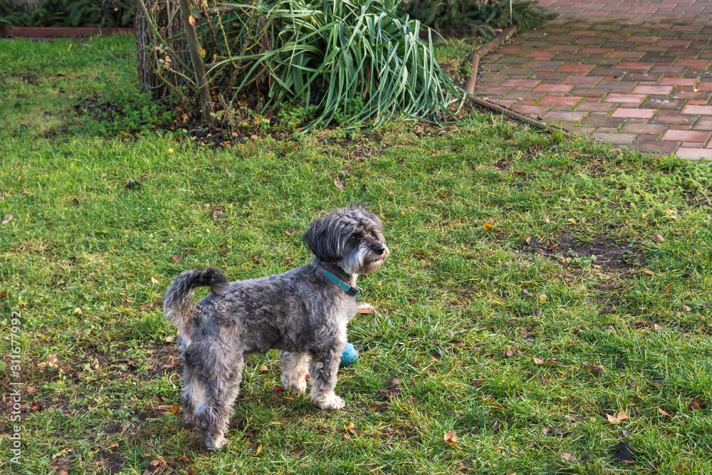 ein kleiner grauer Hund im Garten ein kleiner grauer Hund im Garten