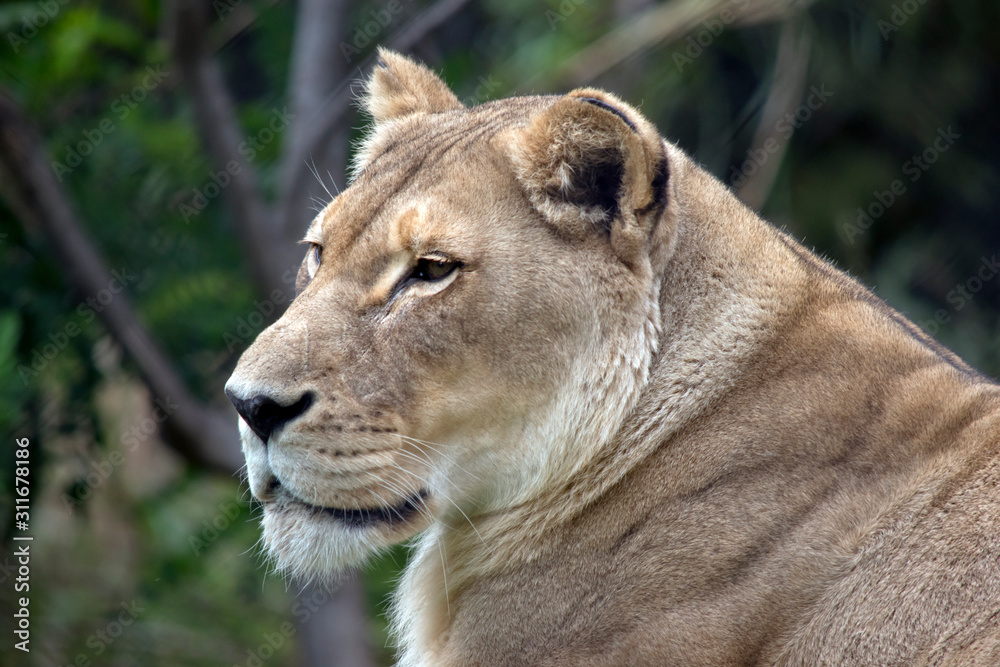 Obraz premium this is a close up of a lioness