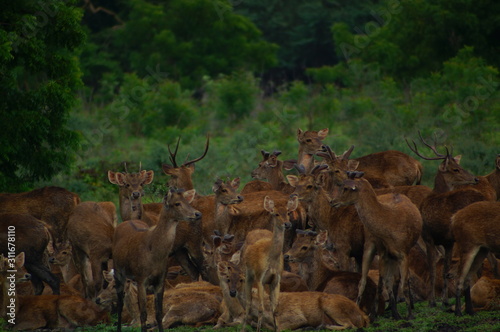 Fototapeta Naklejka Na Ścianę i Meble -  The Javan rusa or Sunda sambar (Rusa timorensis) is a deer species that is endemic to the islands of Java, Bali and Timor (including Timor Leste) in Indonesia. The Javan rusa mates around July.