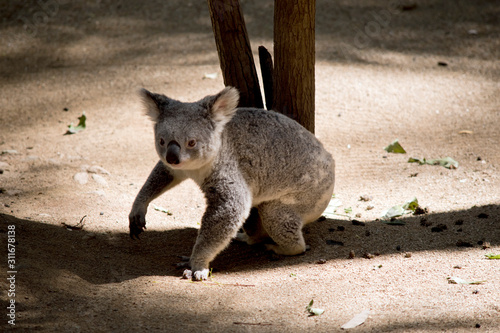 the koala is walking to a different gum tree