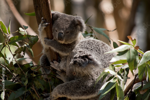 Fototapeta Naklejka Na Ścianę i Meble -  the joey koala is next to his mother