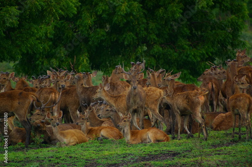 Fototapeta Naklejka Na Ścianę i Meble -  The Javan rusa or Sunda sambar (Rusa timorensis) is a deer species that is endemic to the islands of Java, Bali and Timor (including Timor Leste) in Indonesia.