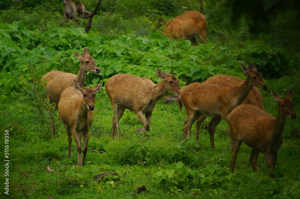 The Javan rusa or Sunda sambar (Rusa timorensis) is a deer species that is endemic to the islands of Java, Bali and Timor (including Timor Leste) in Indonesia. The Javan rusa mates around July. The Javan rusa or Sunda sambar (Rusa timorensis) is a deer species that is endemic to the islands of Java, Bali and Timor (including Timor Leste) in Indonesia. The Javan rusa mates around July.