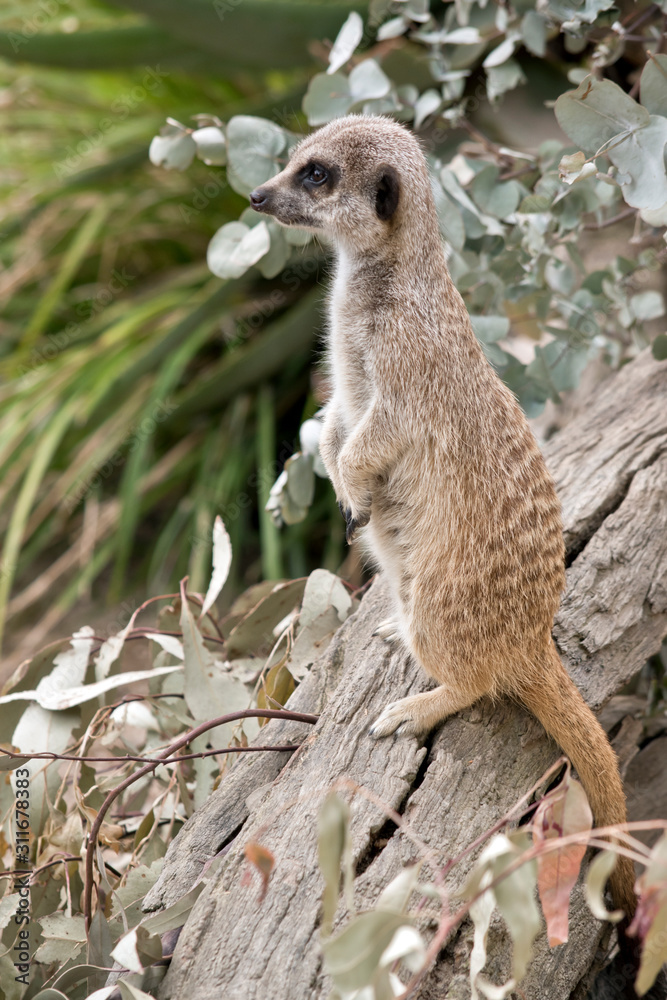 Fototapeta premium this is a side view of a meerkat