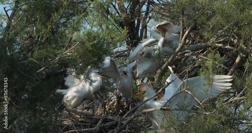 Young Little egret and Cattle egret in a heronry, Camargue, France photo