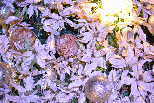 flowers in spring