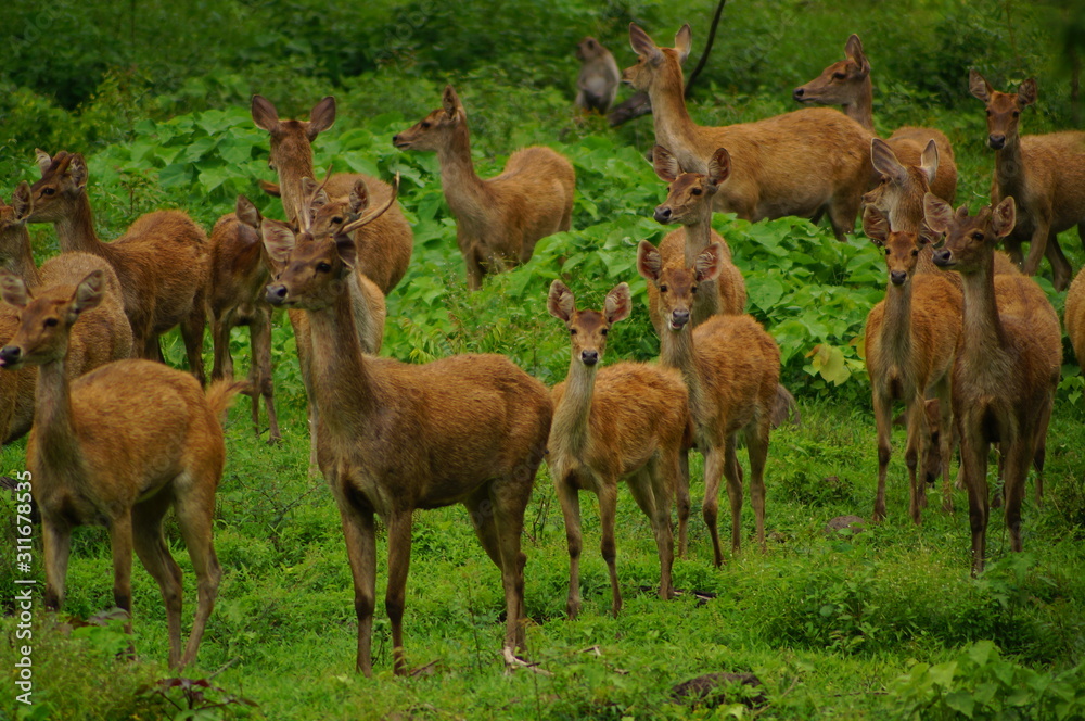 The Javan rusa or Sunda sambar (Rusa timorensis) is a deer species that is endemic to the islands of Java, Bali and Timor (including Timor Leste) in Indonesia. The Javan rusa or Sunda sambar (Rusa timorensis) is a deer species that is endemic to the islands of Java, Bali and Timor (including Timor Leste) in Indonesia.