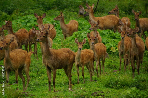 Fototapeta Naklejka Na Ścianę i Meble -  The Javan rusa or Sunda sambar (Rusa timorensis) is a deer species that is endemic to the islands of Java, Bali and Timor (including Timor Leste) in Indonesia.