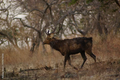 Obraz The Javan rusa or Sunda sambar (Rusa timorensis) is a deer species that is endemic to the islands of Java, Bali and Timor (including Timor Leste) in Indonesia.
