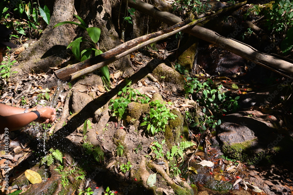 Fototapeta premium Wash your hands from water in bamboo tube in the community forest.