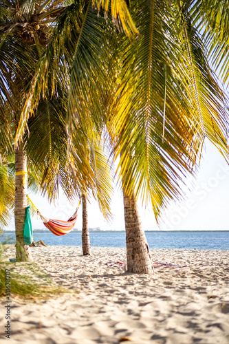 Hammocks on white sand Miami Beach under palm trees in front of ocean