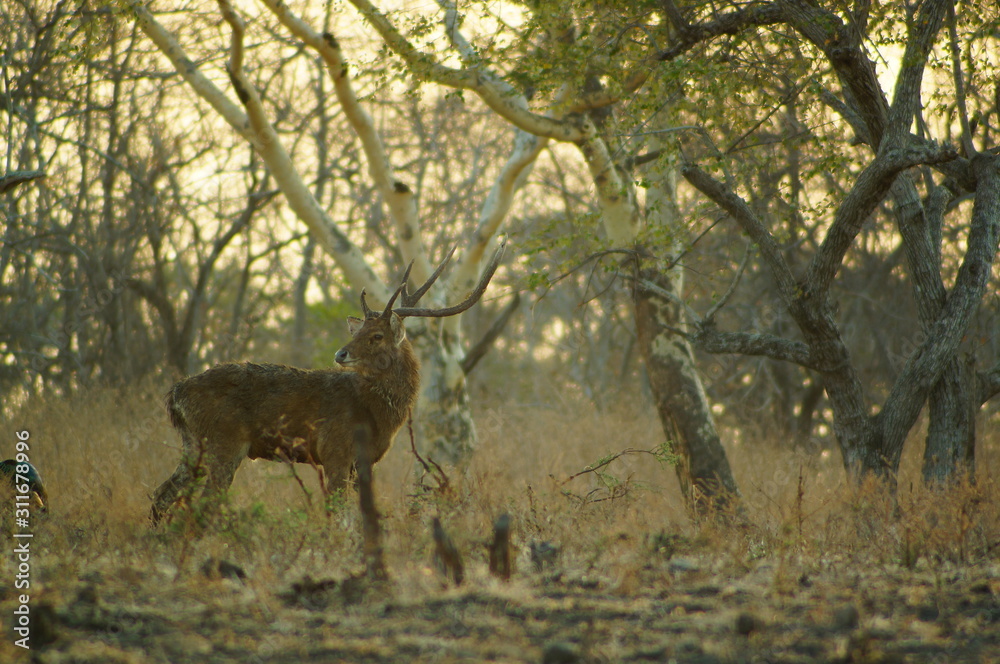 The Javan rusa or Sunda sambar (Rusa timorensis) is a deer species that ...