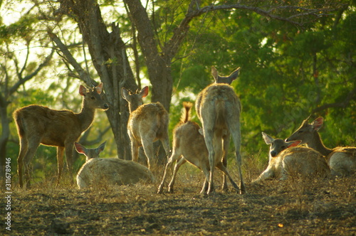 Fototapeta Naklejka Na Ścianę i Meble -  The Javan rusa or Sunda sambar (Rusa timorensis) is a deer species that is endemic to the islands of Java, Bali and Timor (including Timor Leste) in Indonesia. The Javan rusa mates around July.