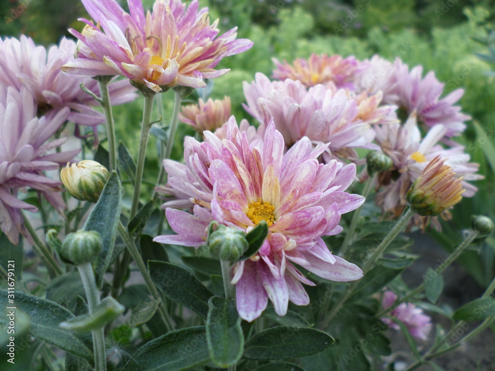 Fototapeta premium flowers in the garden