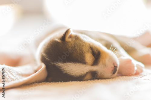 a dog sleeps under back white blanket , © Teera