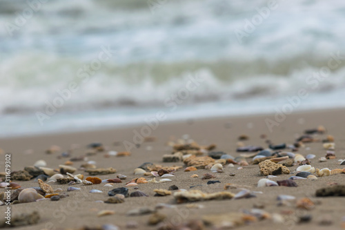 the shell and pulpy waves sea white beach ,