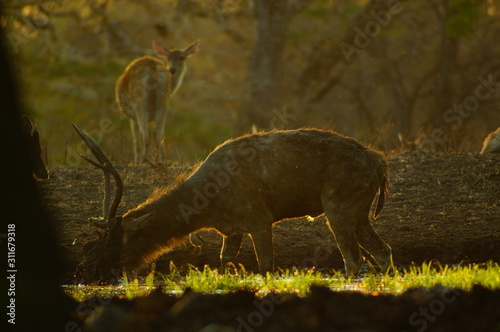 Fototapeta Naklejka Na Ścianę i Meble -  The Javan rusa or Sunda sambar (Rusa timorensis) is a deer species that is endemic to the islands of Java, Bali and Timor (including Timor Leste) in Indonesia.